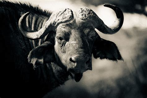 Black And White Fine Art Photo Of Cape Buffalo Artistically Rendered