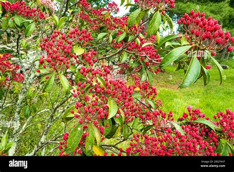 Mountain Laurel About Ready To Bloom Stock Photo Alamy