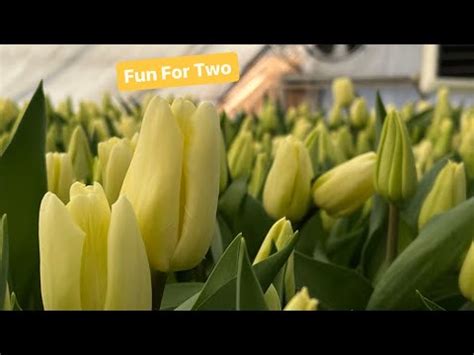 Тюльпан Fun For Two🌷Вигонка тюльпанів🌷 - YouTube
