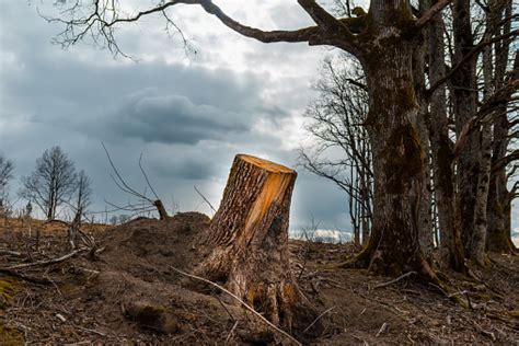 pohon ditebang tunggul  hutan kayu  ditebang  hutan musim gugur