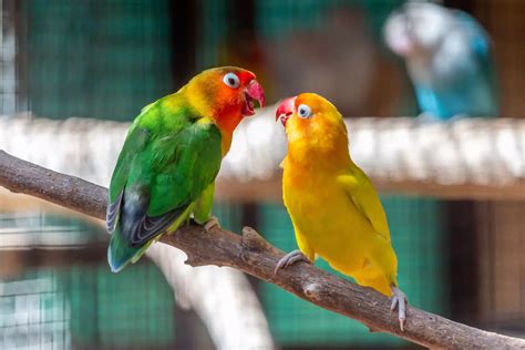 best lovebird shaking safely 1