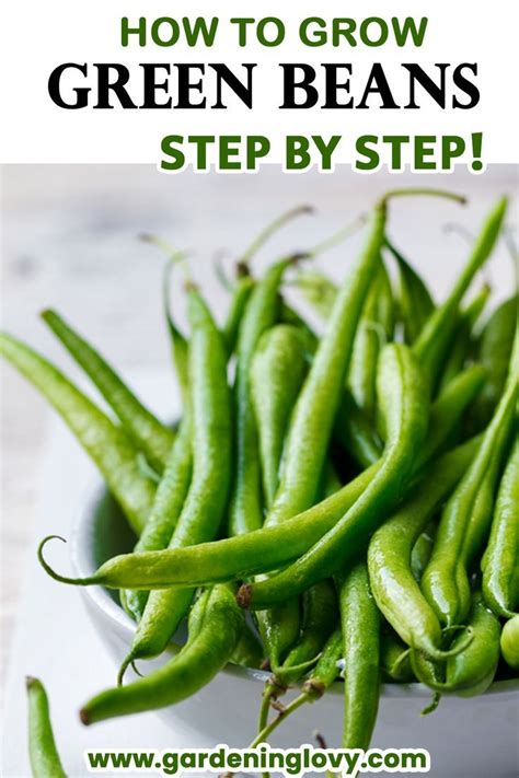 Best Ways How To Grow Green Beans Step By Step Guide Artofit