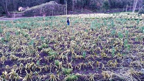 Apurímac Helada Afecta Campos De Cultivo De Ocho Comunidades Advierte