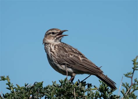 Ebird Checklist Aug West Coast Np Postberg Section