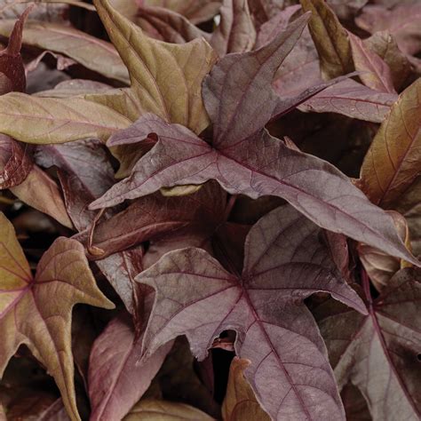 Proven Accents® Sweet Caroline Raven Sweet Potato Vine | Plant Addicts