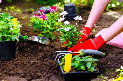 7 Gardening Tips for Beginners. Introduction: | by Ahmed Waleed | Medium