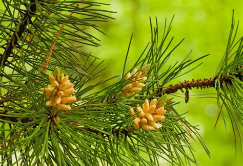 Pine Pollen and Testosterone - Pine Pollen Powder, Cell Cracked Pine ...