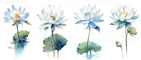 Watercolor painting in botanical style of White lotus flowers clip art ...