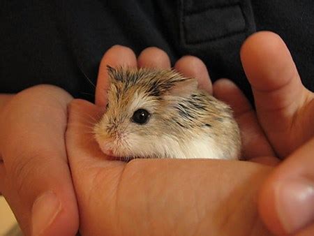 Джунгарские хомяки