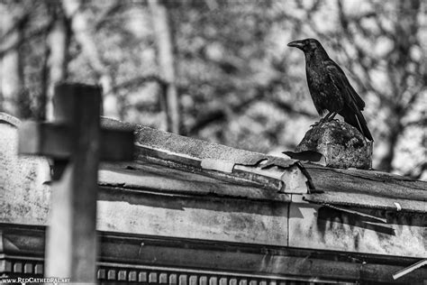 Nevermore But The Raven Sitting Lonely On The Placid B Flickr