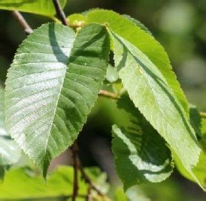 Ulmus Wallichiana Planch Forestrypedia