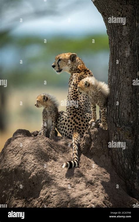 Cheetah cubs sit on mound by mother Stock Photo - Alamy