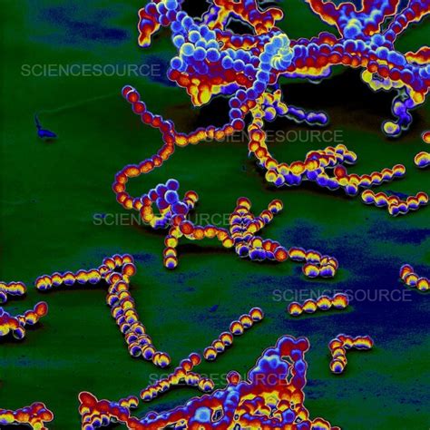 Streptococcus Pyogenes Stock Image Science Source Images