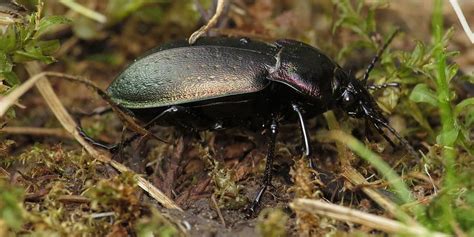 Жужелица – описание, фото, виды, где обитает, чем питается