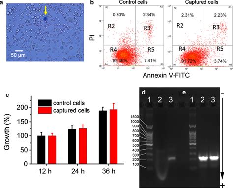 Immunoengineered Magnetic Quantum Dot Nanobead System For The Isolation