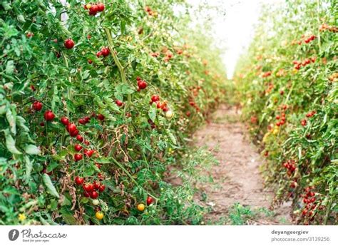 Kleine Tomaten Im Gew Chshaus Ein Lizenzfreies Stock Foto Von Photocase