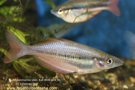 Melanotaenia Spec Kali Web Rainbowfishstable