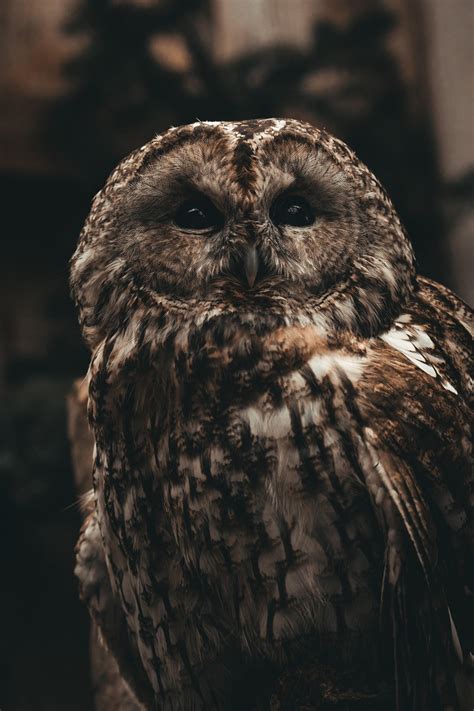 Imagem De Corujinhas - Mais de 1.300.000 imagens grátis de Imagem De Coruja e Coruja - Pixabay