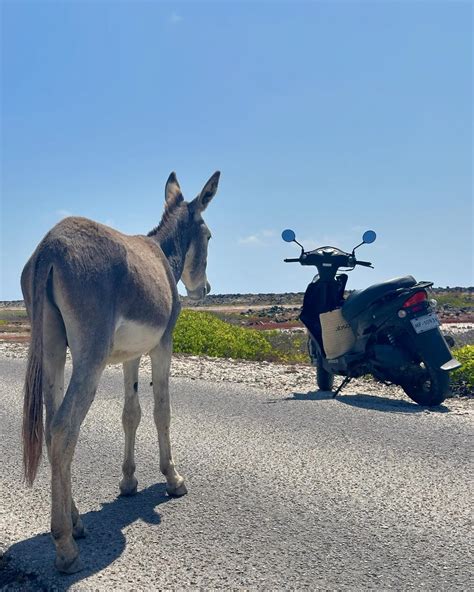 Bon Scooters (@bonscooters_bonaire) • Instagram photos and videos