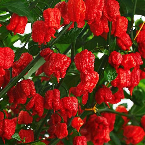 Жгучий Жгуч | Острые соусы и семена