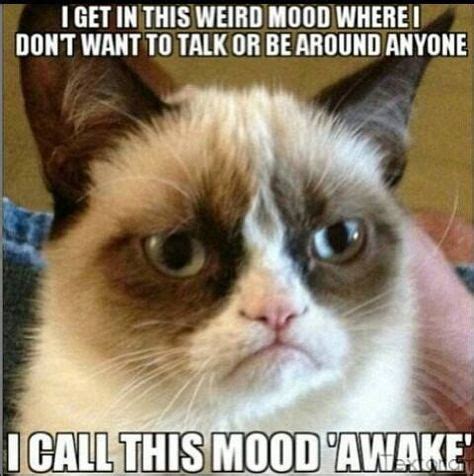 Hilarious Grumpy Cat Quotes That Will Make You Laugh