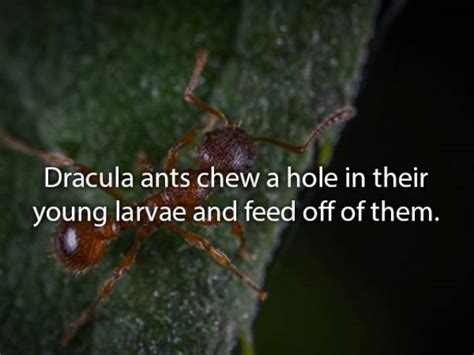 Strange Eating Habits Of Animals 20 Pics