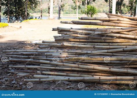 Pile Old Bamboo on the Ground Stock Image - Image of floor, city: 137330991