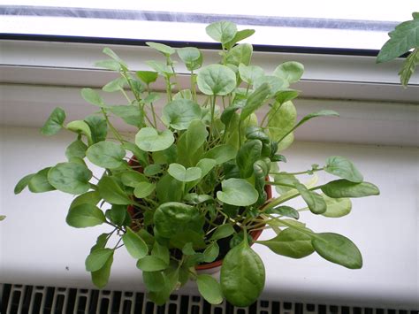 Редис на подоконнике зимой - удивительная польза для организма