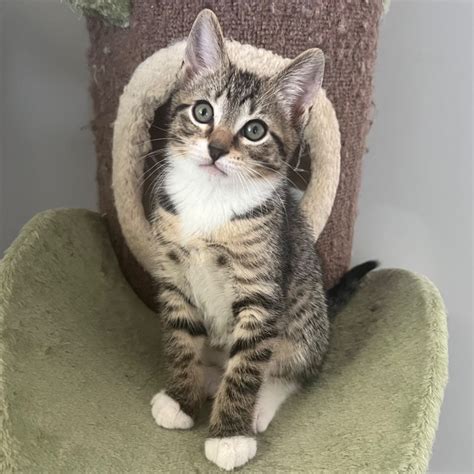 David 🧸 - Male Siamese x Domestic Short Hair (DSH) Mix Cat in NSW