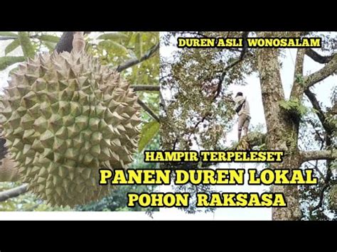 Panen Duren Lokal Masak Pohon Duren Asli Wonosalam Desa Galengdowo