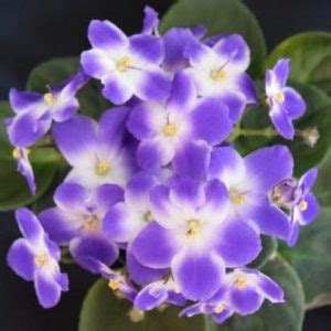 Saintpaulia African violet Optimara Monet | Rare Plants | Plants Online