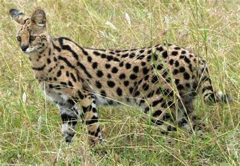 The Savannah Hybrid Cat Is One That Has Both Domestic Cat And Wild Cat