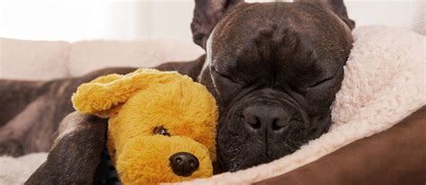 washable dog beds    pet