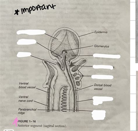 Acorn Worm Cross Section Diagram Diagram Quizlet