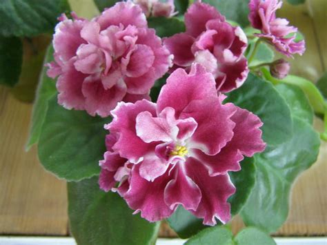 Архів :: Просмотр темы - Загляните к Пчелке в гости