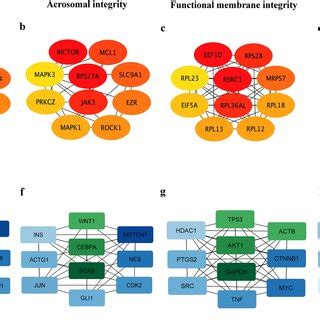 Hub Genes Identified In Each Of The Four Groups The Hub Genes Of Both