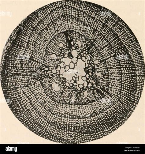 The Anatomy Of Woody Plants Botany Anatomy Further An