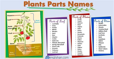 parts   plant names functions  diagram englishan