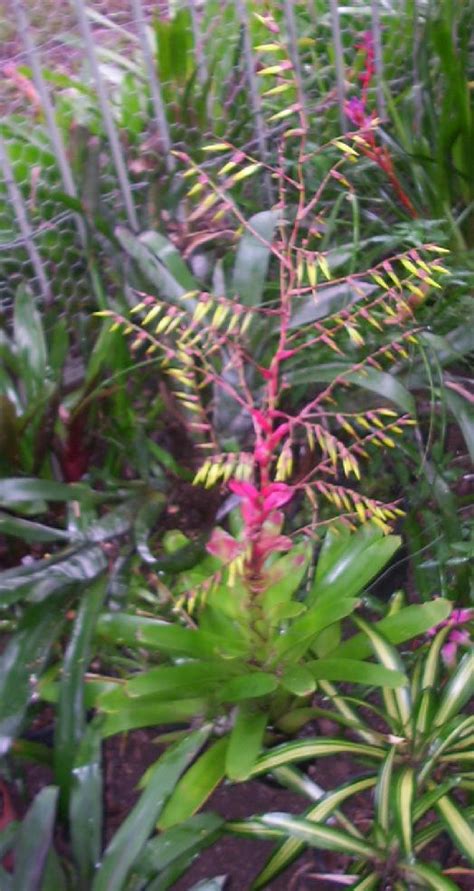 Bromeliads In Australia Vriesea Philippo Coburgi