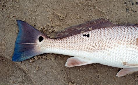 Red Drum Tailing