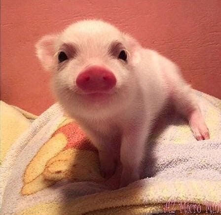 baby pig :^) : r/aww