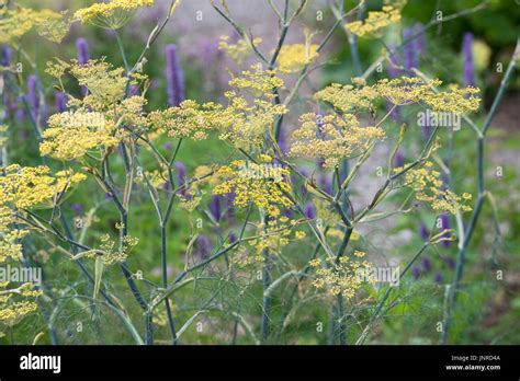 Foeniculum Vulgare Purpureum Bronze Fennel In Flower Uk Stock Photo