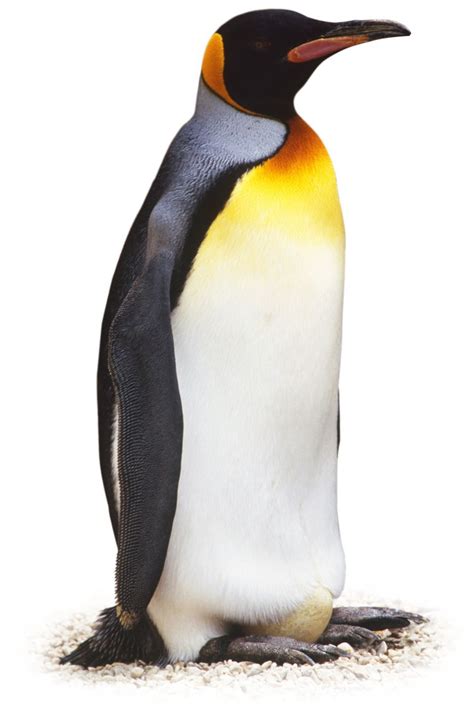 DCTM Penguin UK DK AL316928 wsfijk Penguin Facts, King Penguin, Emperor