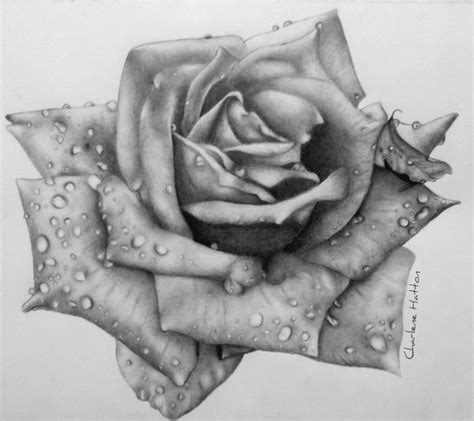 beautiful rose drawings  inspiration