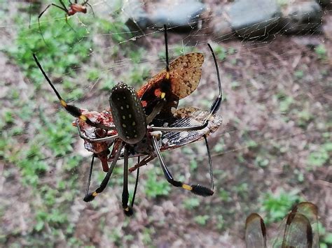 Golden Silk Spider From Osa Peninsula Puntarenas Province Costa Rica