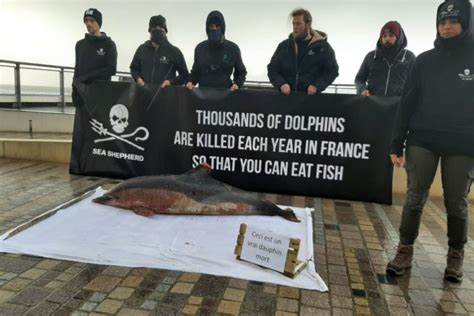 Vendée une nouvelle action de Sea Shepherd contre l impact des filets