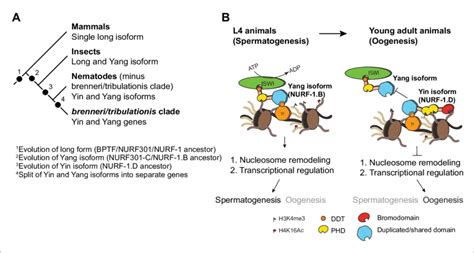 Proposed Antagonistic Yin Yang Working Model Of Two Nurf Isoforms