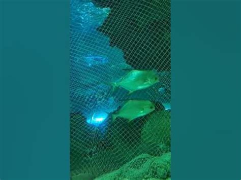 Балықтар әлемі/Рыбный мир/Fish world. - YouTube