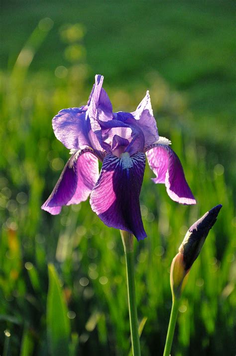 Purple Iris