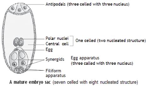 Solved Draw The Diagram Of A Mature Embryo Sac And Show Its Eight Nucle